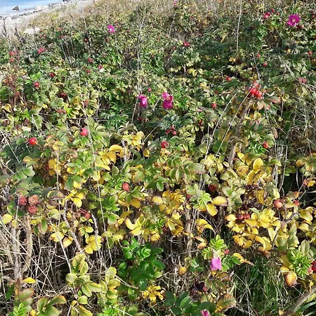 Dom wakacyjny 7 Person In Asnaes-by Traum